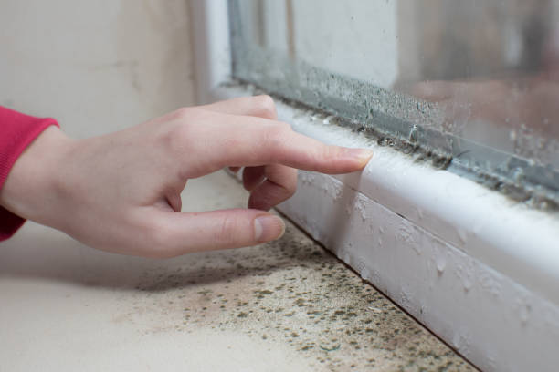 Best Mold Remediation for Vacation Homes  in Corvallis, MT